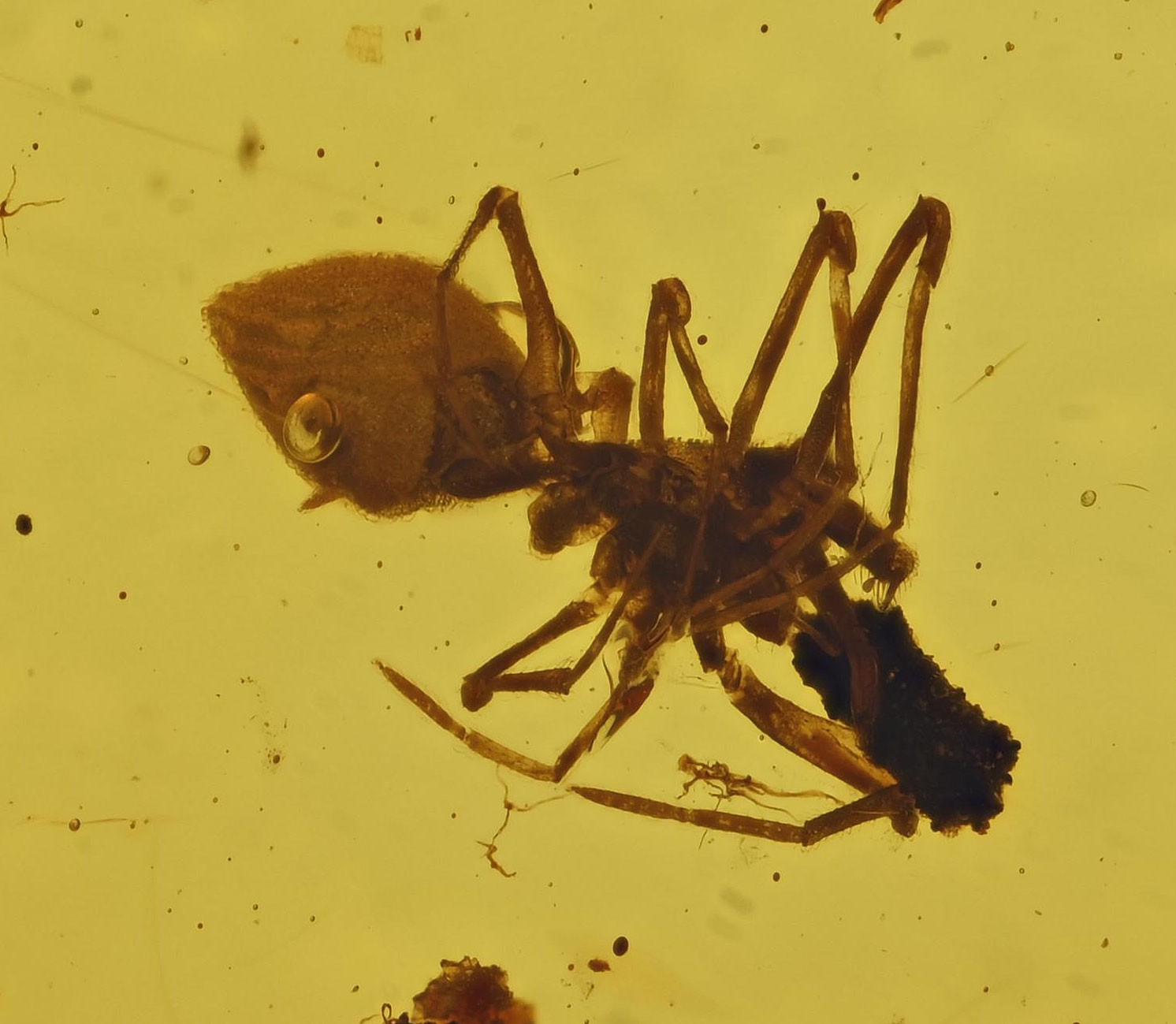 Rare Archaeidae (Assassin Spider), Fossil Insect Inclusion in Burmese Amber