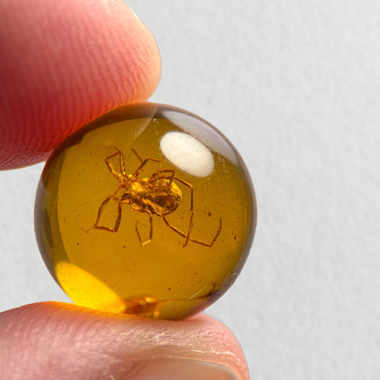 MITE SPHERE 12.5mm bead Burmese / Burmite amber fossil bead / 100% genuine