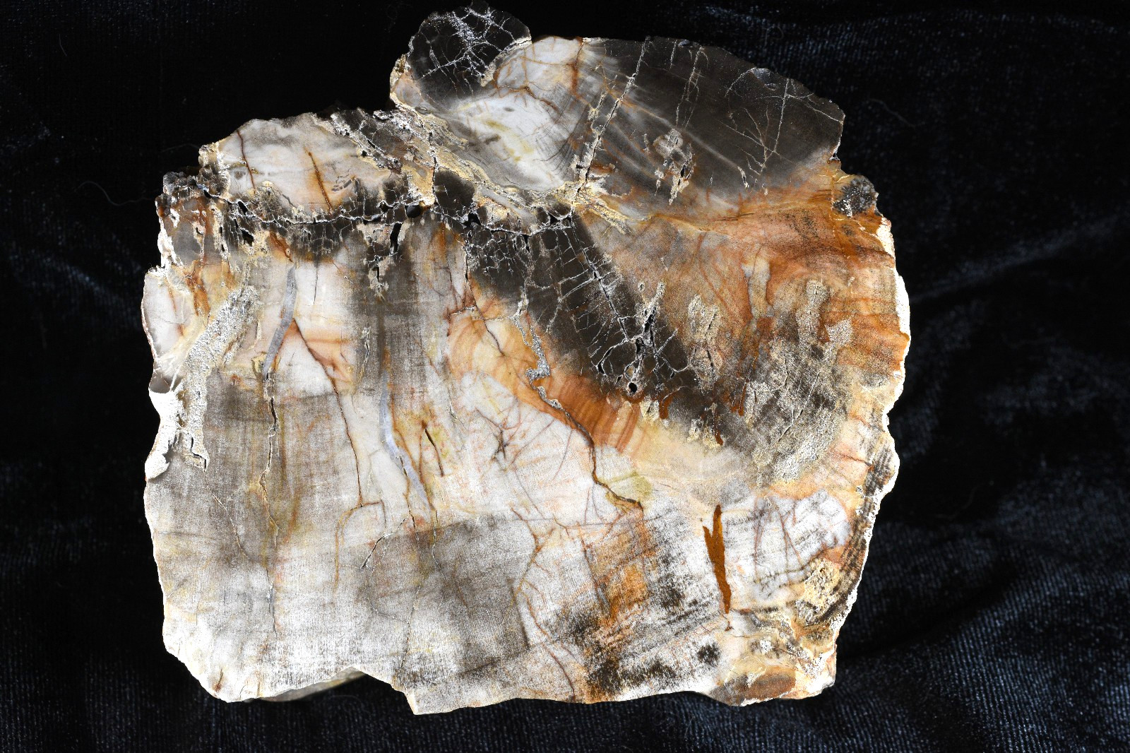 Arizona Petrified Wood Polished Display Specimen 5\