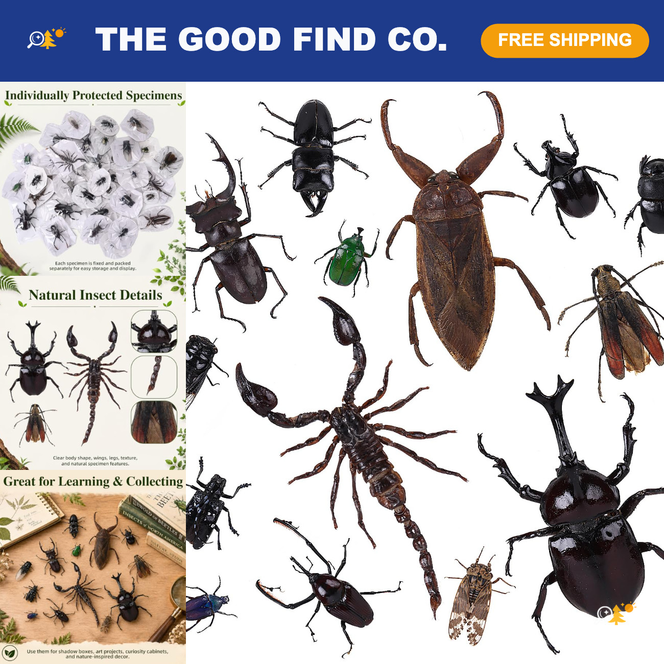 14Pcs Assorted Real Insect Specimens - Preserved Taxidermy Bug Collection