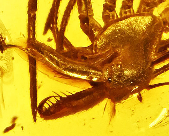 Rare Archaeidae (Assassin Spider), Fossil Inclusion in Baltic Amber