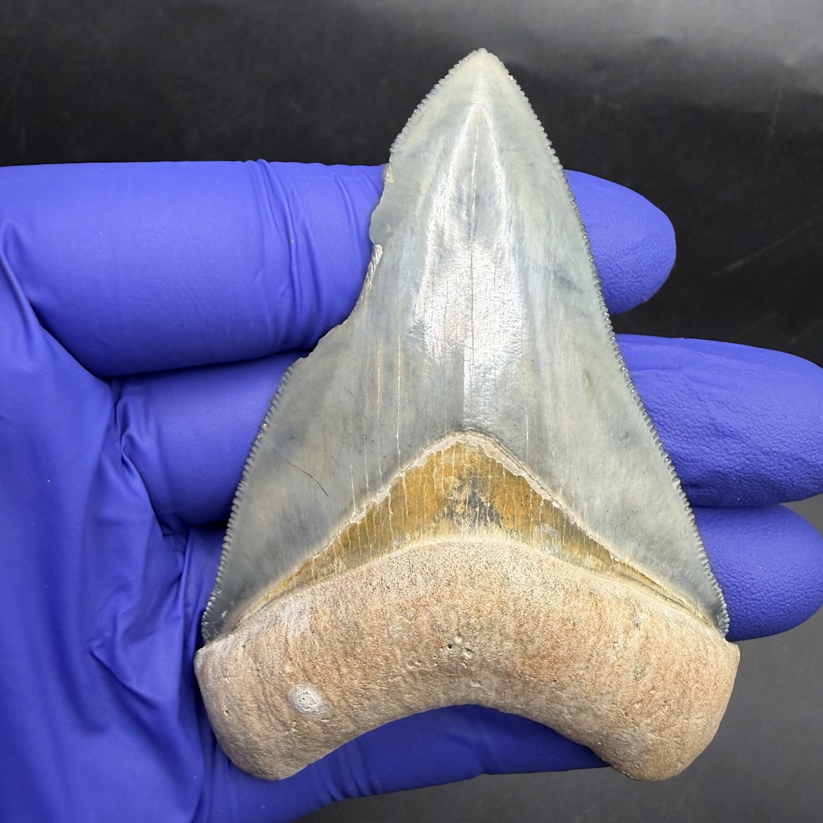 Golden Beach Megalodon Tooth 3.27” Venice Florida