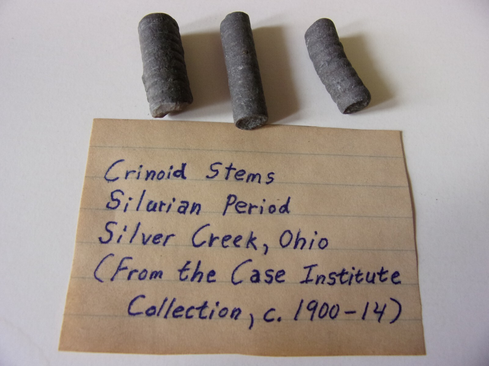 Crinoid Stems - Silurian Period - Paleozoic Era