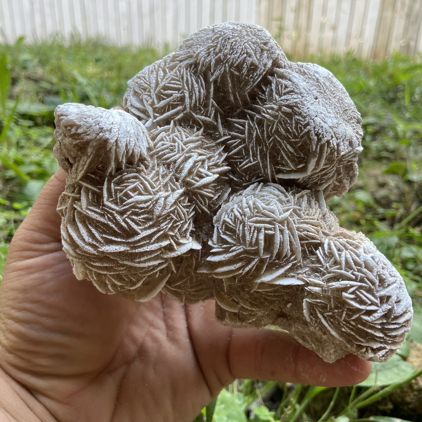 1 Pound 10.48 Oz Massive Desert Selenite Rose Cluster Natural Raw Specimen