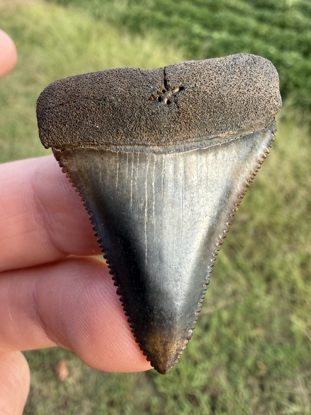 Rare NC River Great White Shark Tooth Fossil 