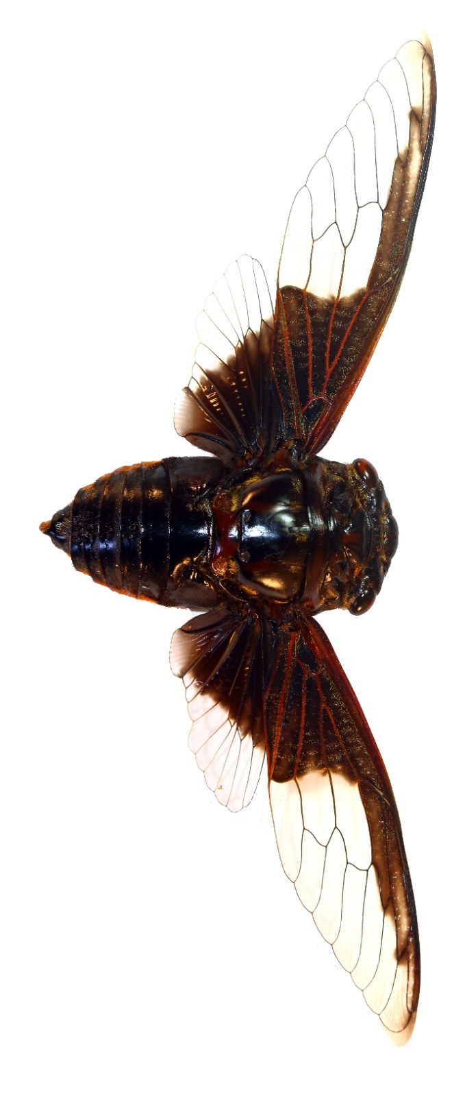HEMIPTERA, CICADIDAE, CRYPTOTYMPANA AQUILA from THAILAND