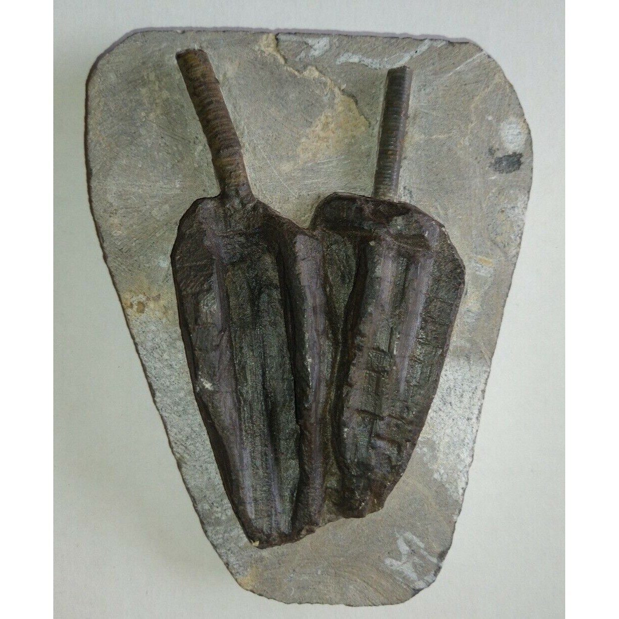 EXTINCTION- Cupressocrinus CRINOID FOSSIL  - TOP QUALITY