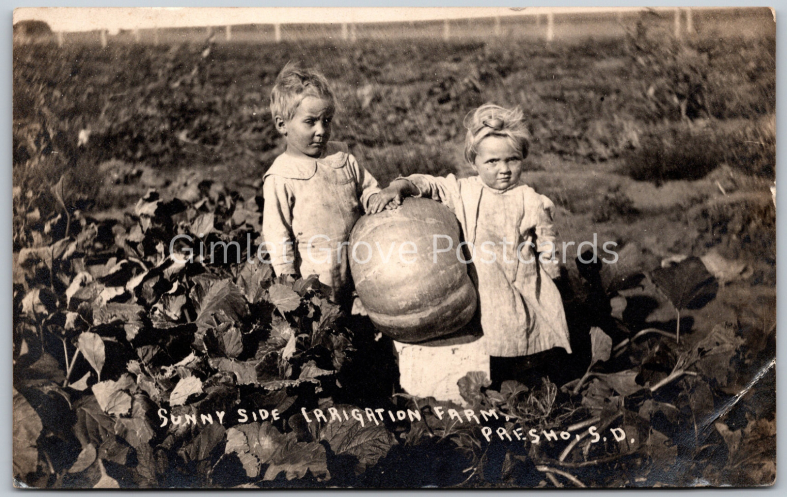 RPPC Kids with BIG Pumpkin Sunny Side Irrigation Farm PRESHO SD ANTIQUE Postcard