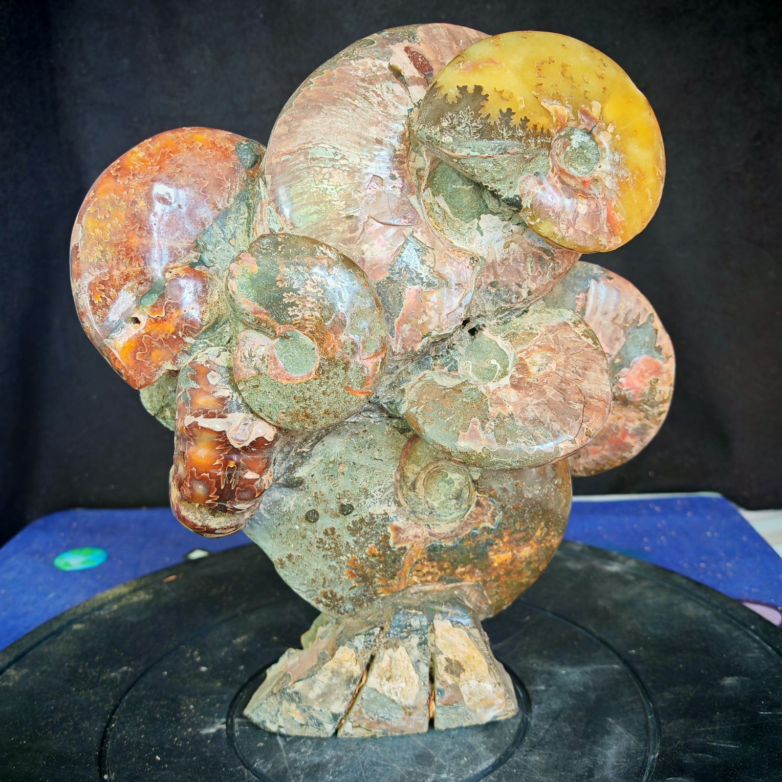 12.54LB TOP natural whole ammonite fossil conch quart quartz crystal specimen
