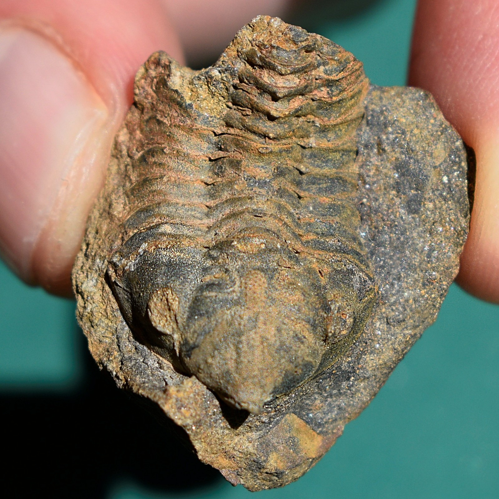 Trilobite, Schizostylus brevicaudatus: rare Bolivia devonian trilobite fossil