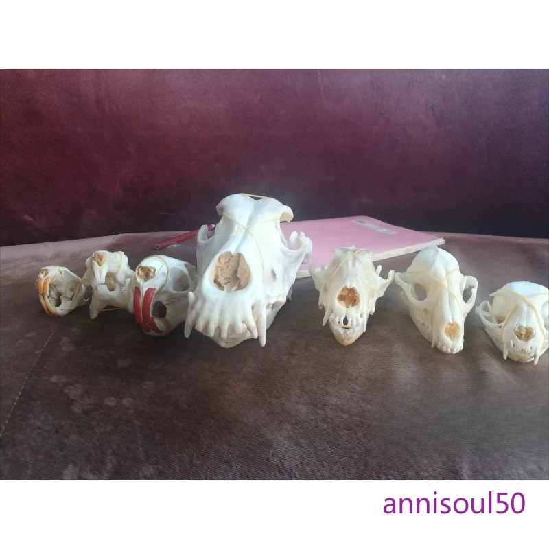 8pcs Animal Skull Bone Specimen Set Bleached Skeleton Drawing Collectible Decor