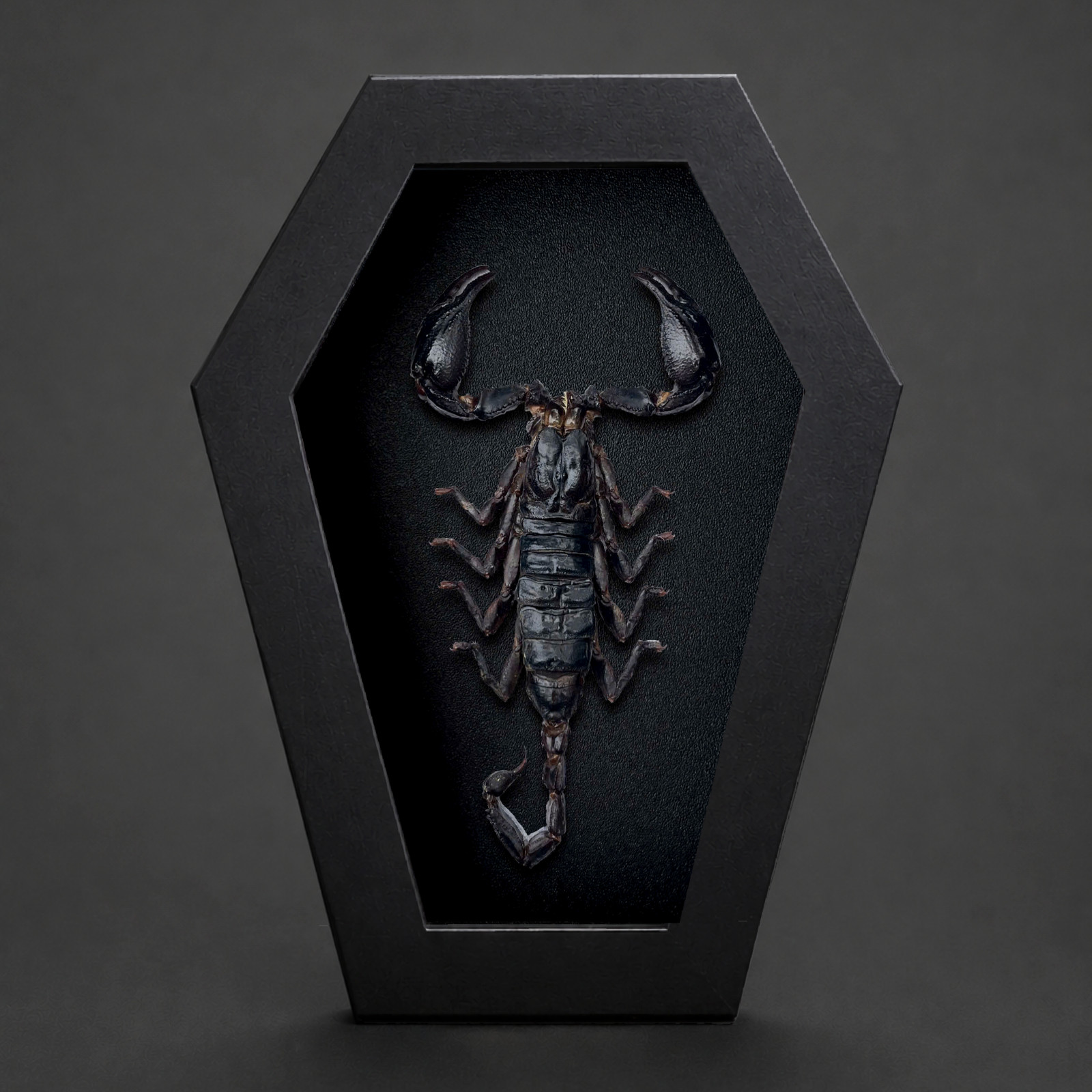 Real Scorpion Taxidermy Coffin Frame Insect Specimen Gothic Oddities Decor
