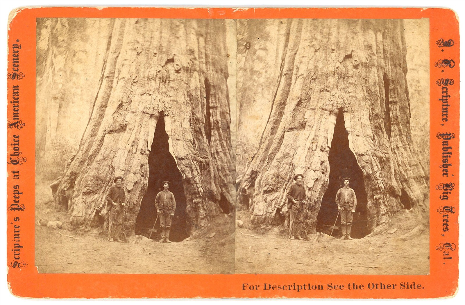 CALIFORNIA STEREOVIEW - Calaveras Big Trees - Smith\'s Cabin - JC Scripture 1870s