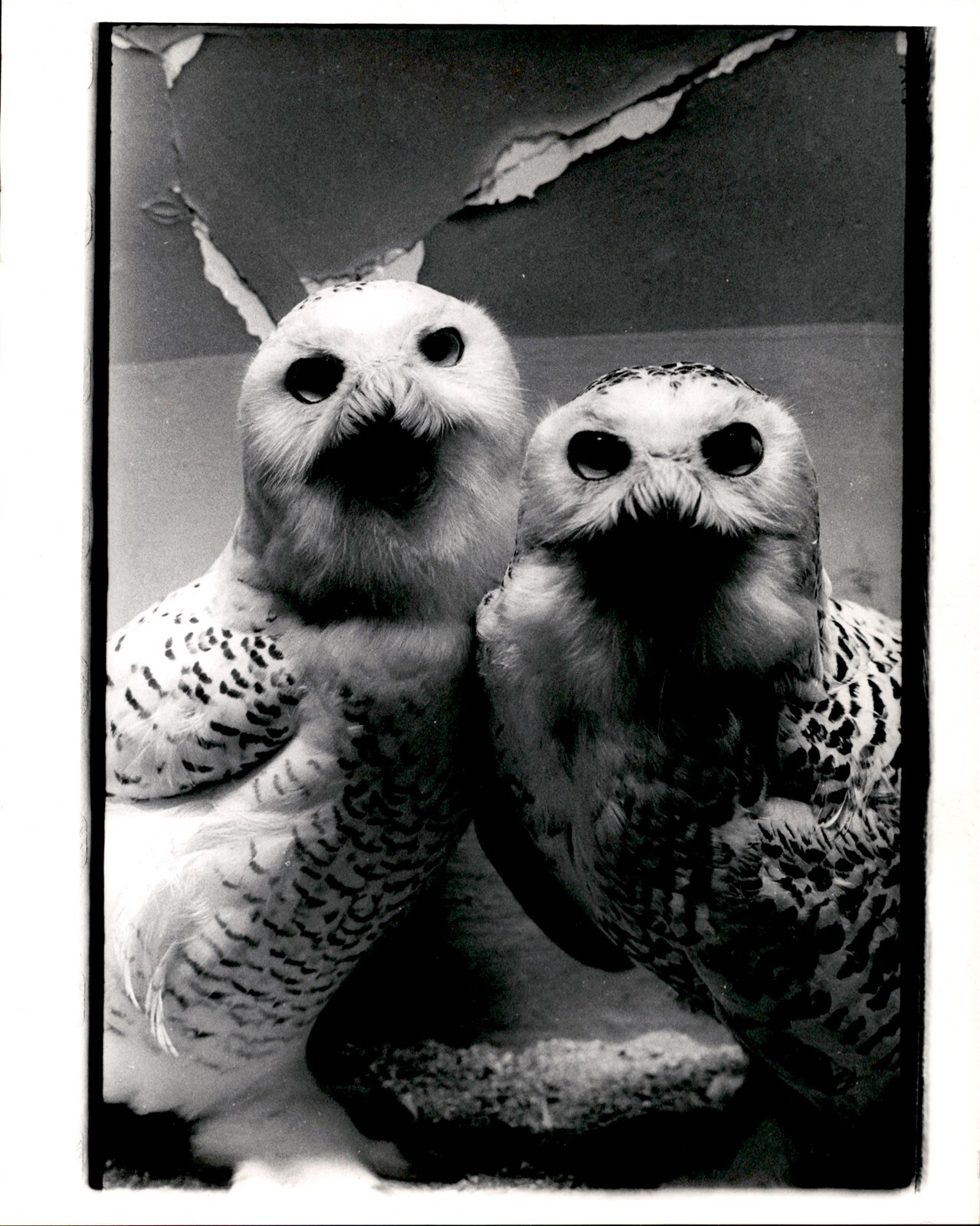 LG46 1969 Original Photo SNOW OWLS Birds Beautiful Feathers Large Piercing Eyes