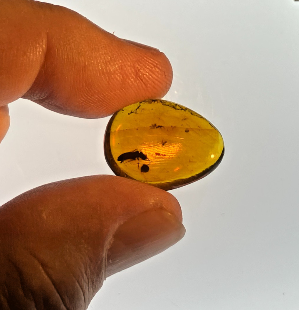 A101 BU2018 Beetle and multiple amber flows nice Burmese Amber Burmite 99mya