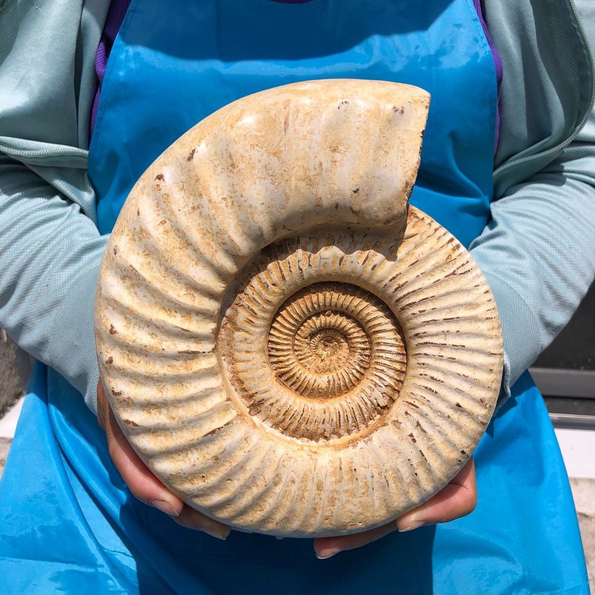 5.67 LB Large Natural Ammonite Fossil Specimen Whole Ammonite Conch Mineral
