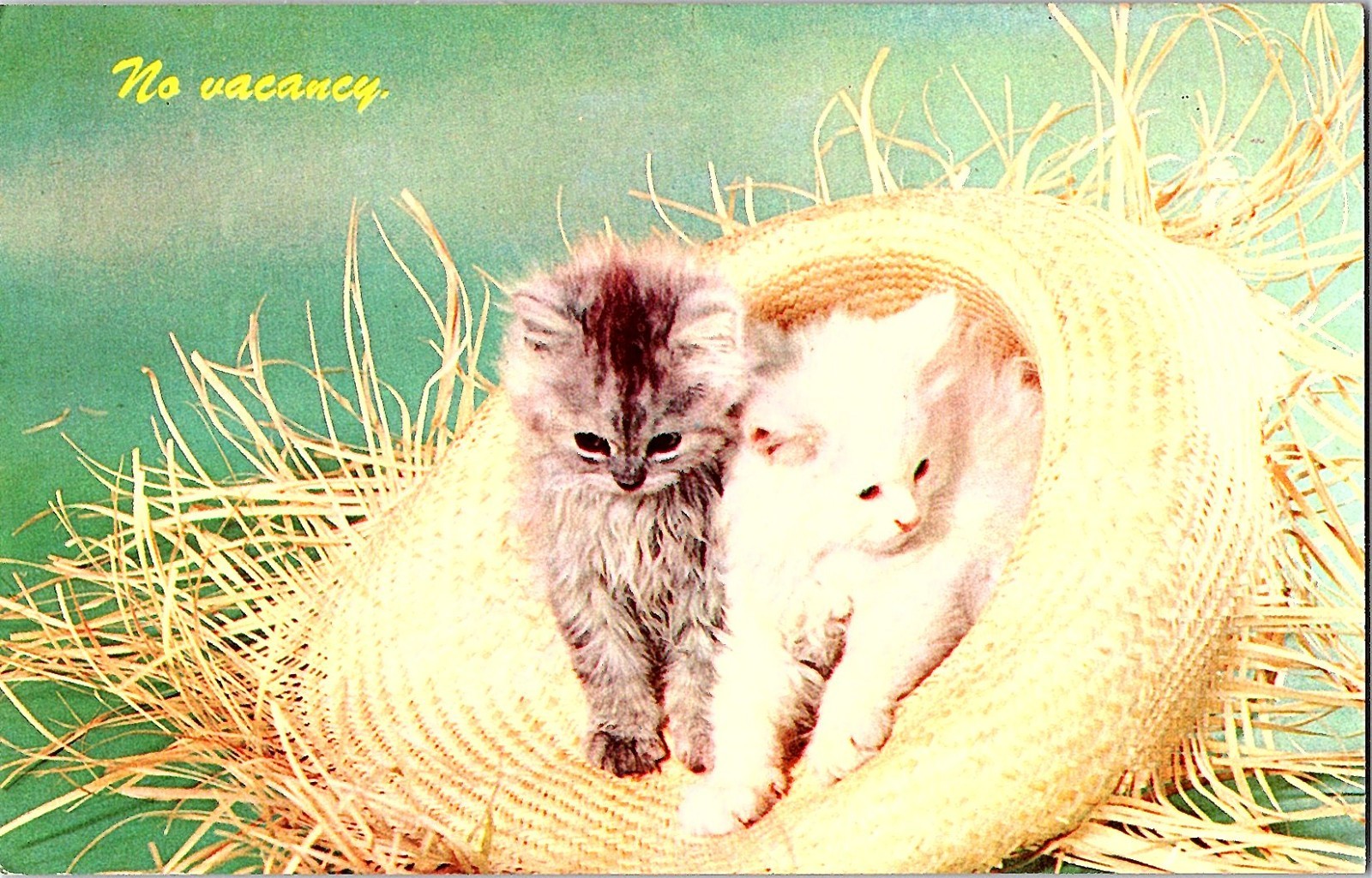 Vintage Dexter Press Kittens in Straw Hat No Vacancy Postcard
