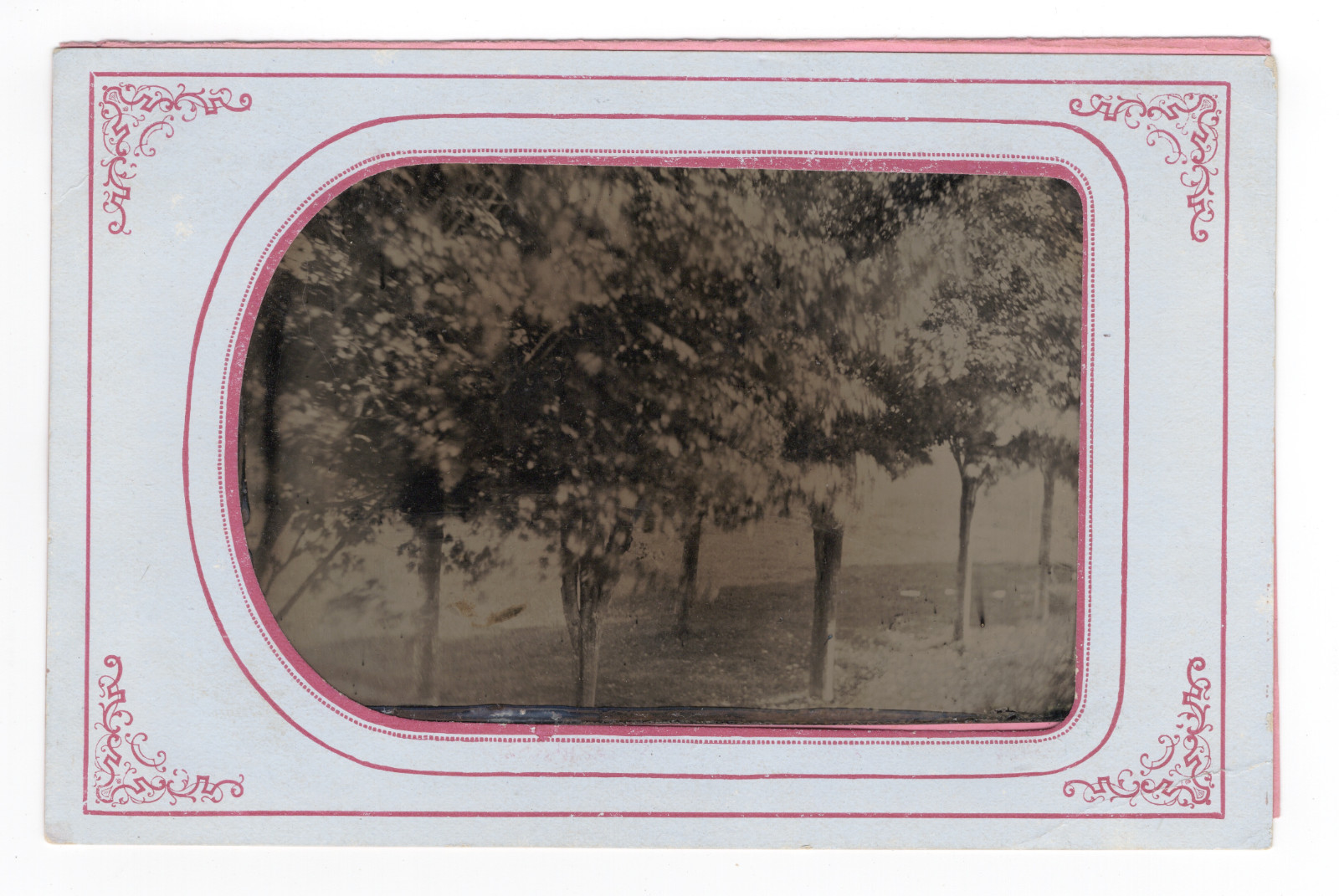 1860 Antique Half Plate Tintype Photo Fruit Orchard Grove Trees Landscape