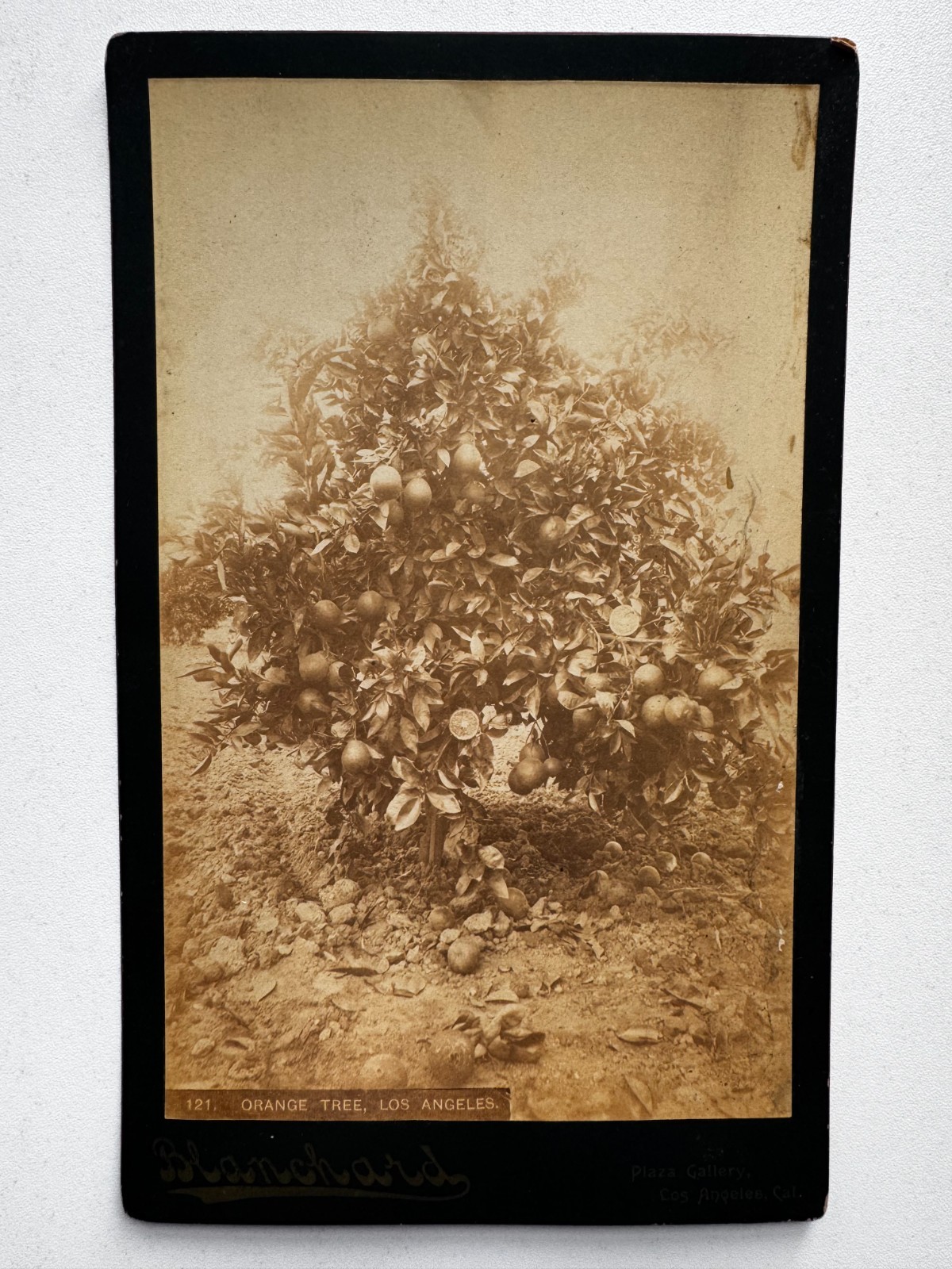 Large Antique Cabinet Card Orange Tree Blanchard Los Angeles C 1890s 5 x 8.25