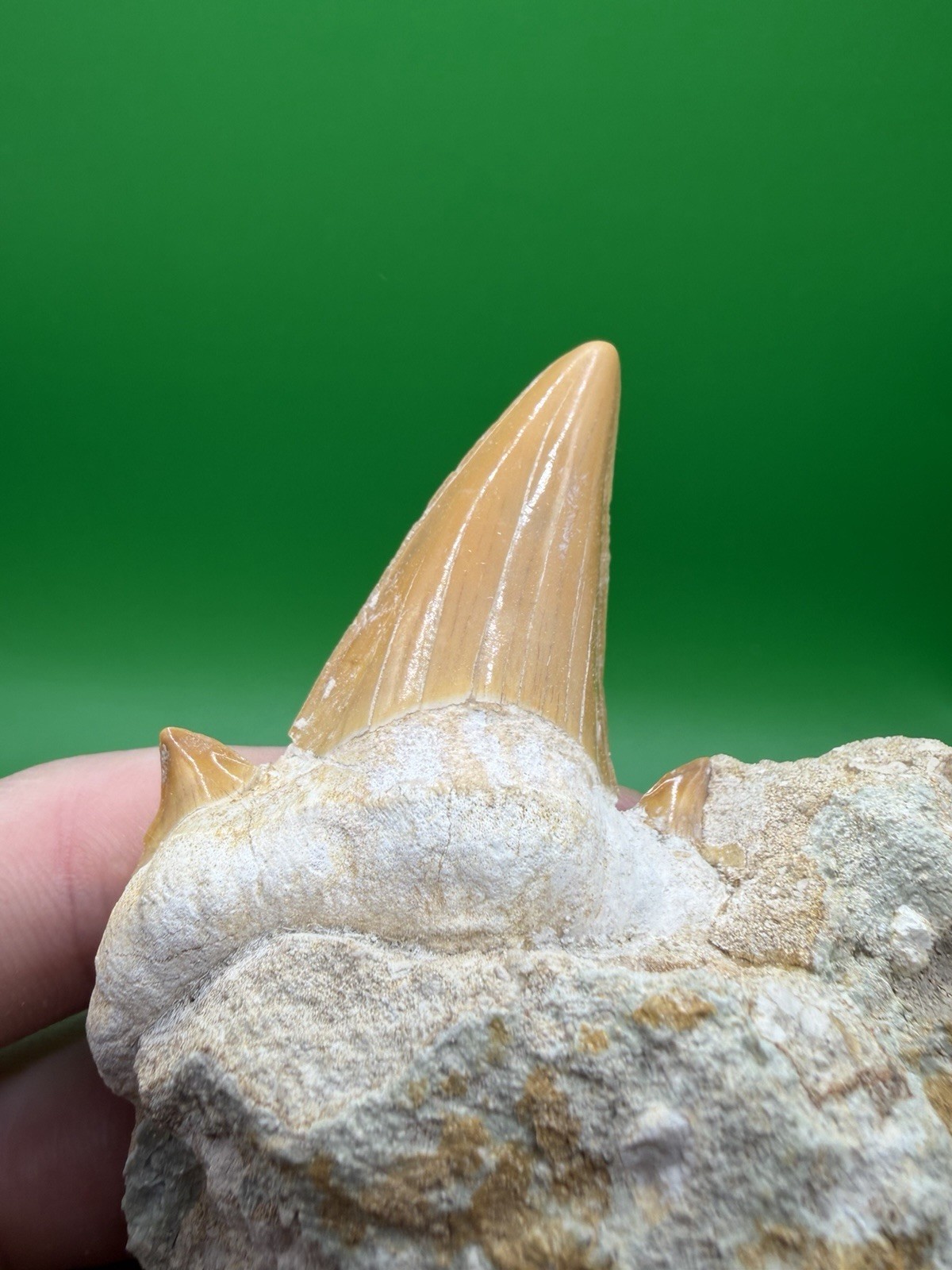 Large 2.55” Otodus Obliquus Shark Tooth Fossil in Stone (Moroccan)