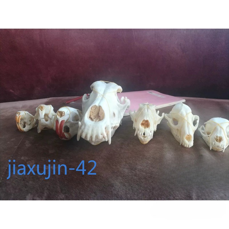 8pcs Animal Skull Bone Specimen Set Bleached Skeleton Drawing Collectible Decor
