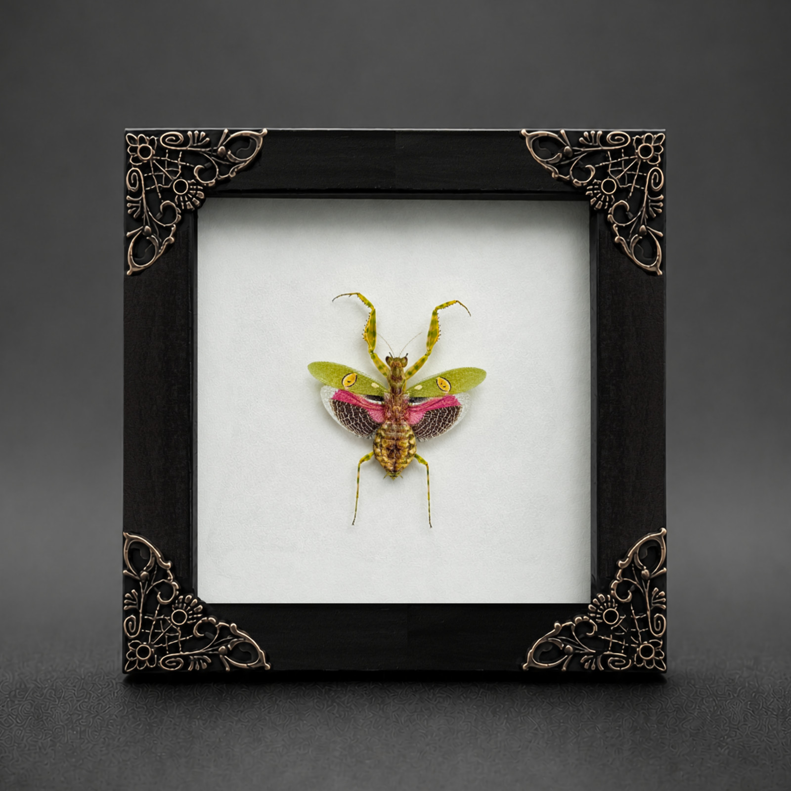 Flower Mantis Bug Taxidermy Framed 4.7