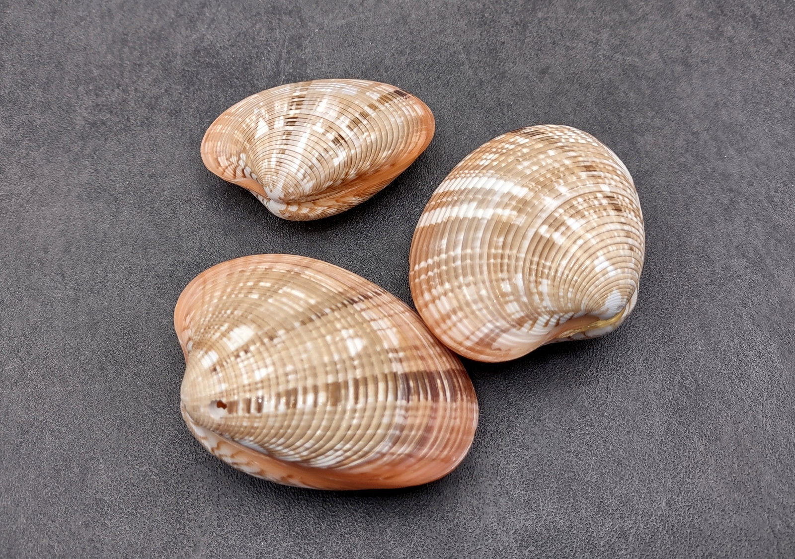 Reddish Venus Clam Seashell Pairs Callista Erycina (3 pairs approx. 2+ inches)
