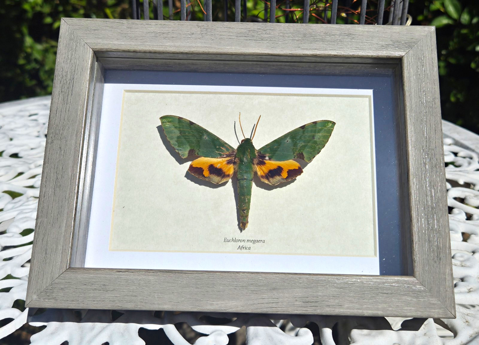 Framed Real Euchloron megaera Specimen Display Africa Rare Insect Moth Oddity