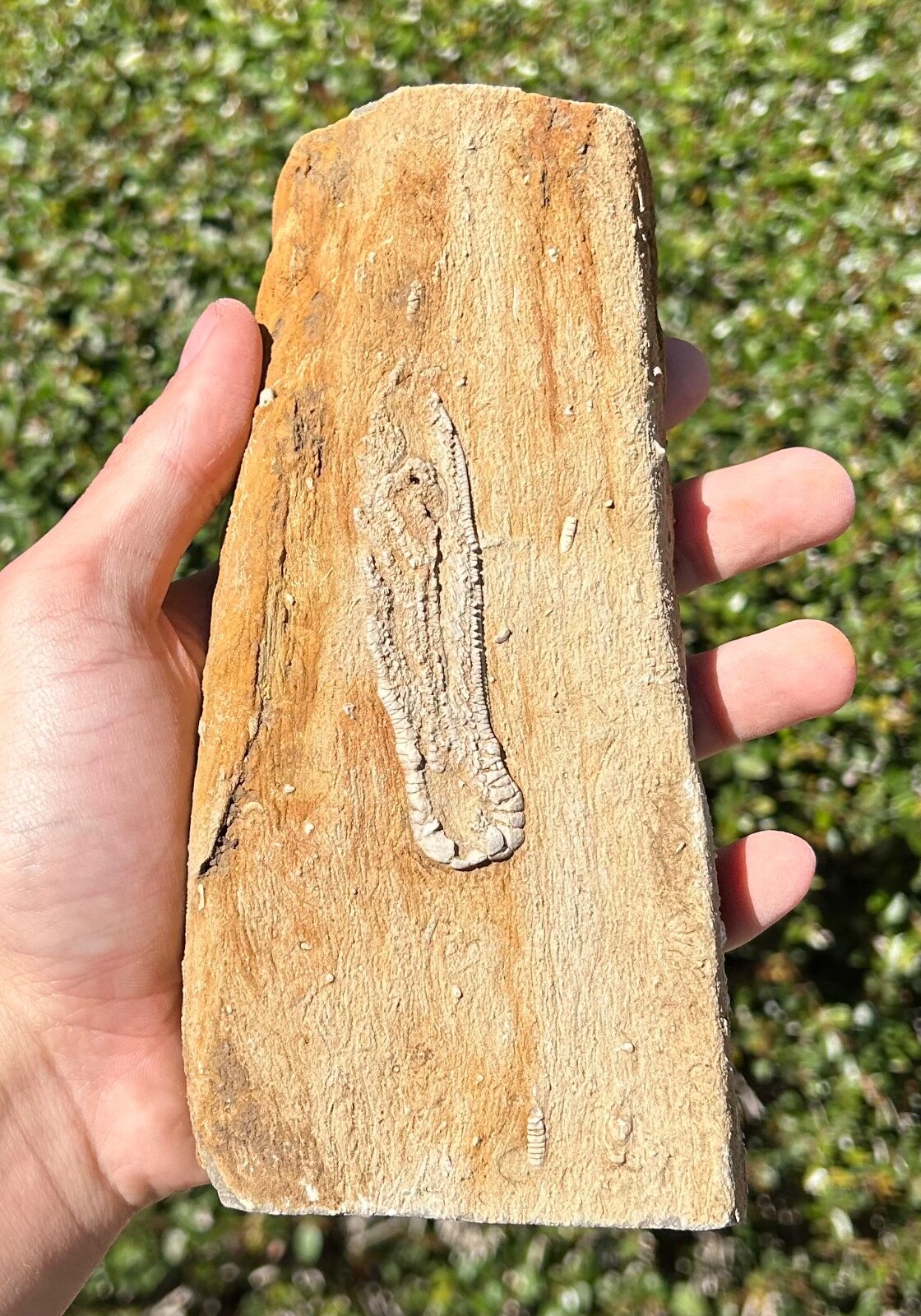 NICE Fossil Crinoid in Matrix Oklahomacrinus alva Alabama Bangor Limestone Fm