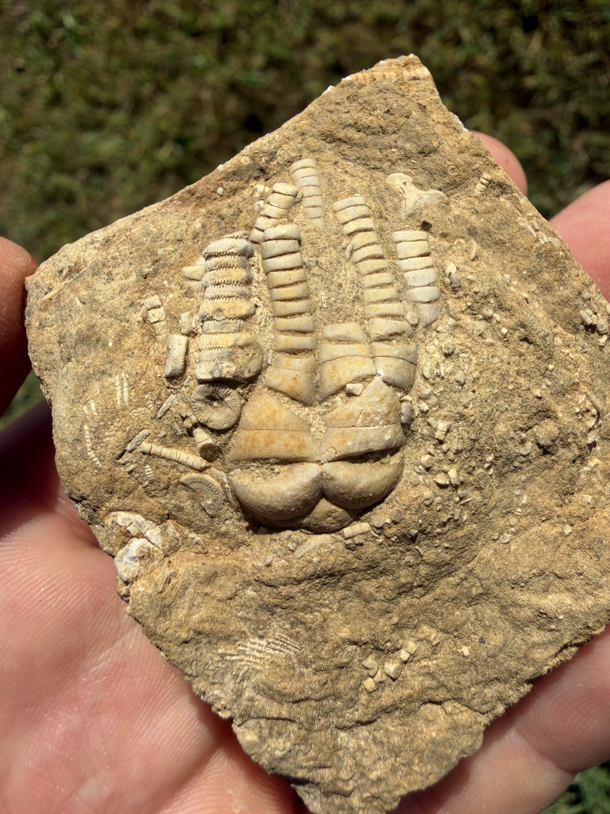 Oklahomacrinus Alva Crinoid Calyx + Stem Fossil Alabama Bangor Limestone Unique 
