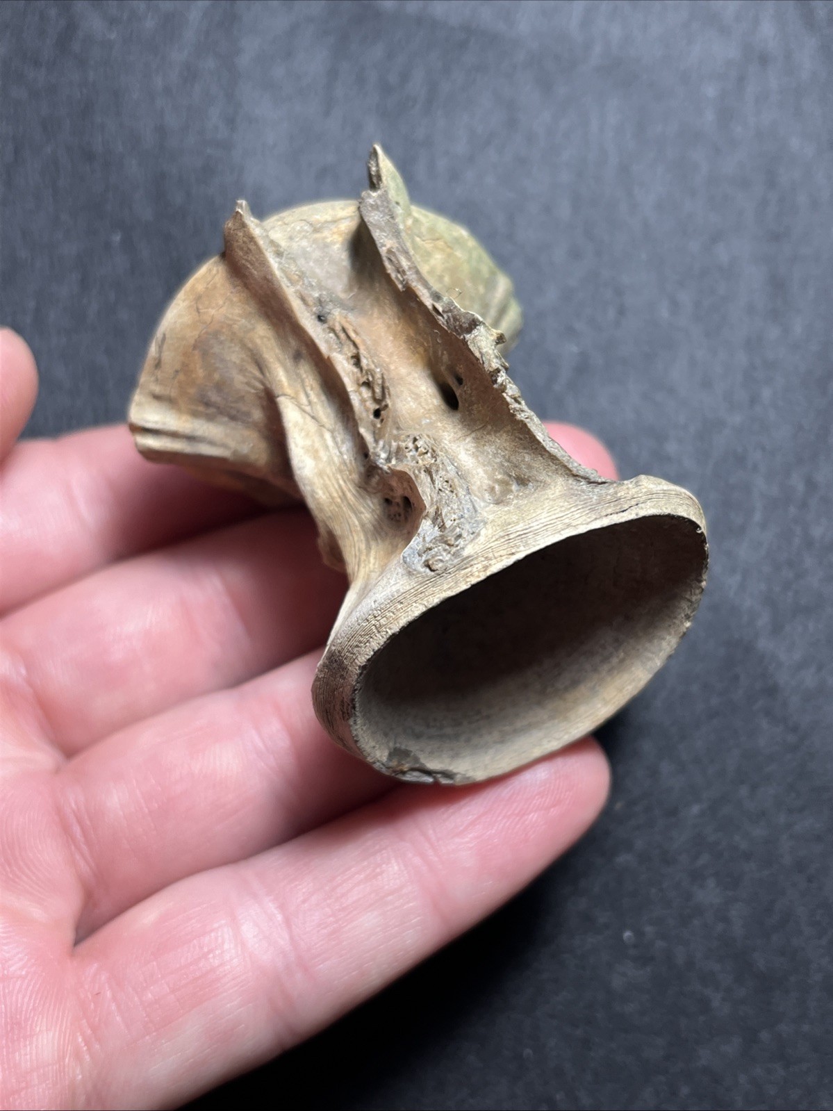 RARE MASSIVE Fossil Fish Vertebrae Charleston, SC - 1.97