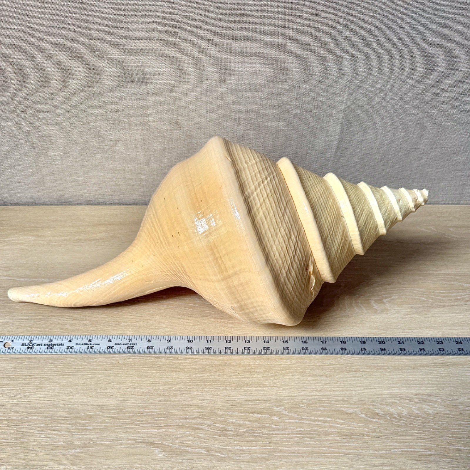 Empty Shell -Giant Australian Trumpet Shell (Syrinx aruanus) 22.25\