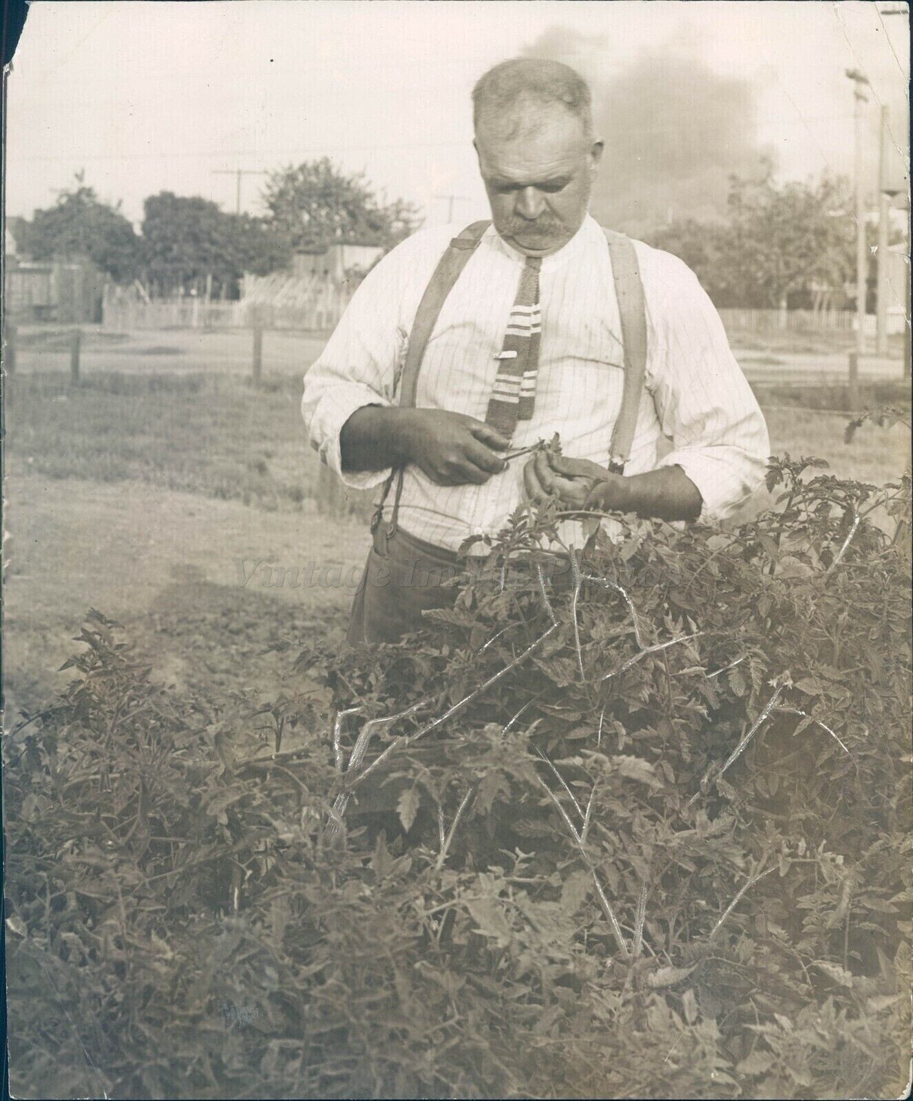 1914 Press George Frank Business Man Tie Trees Bushes Field Smoke Photo