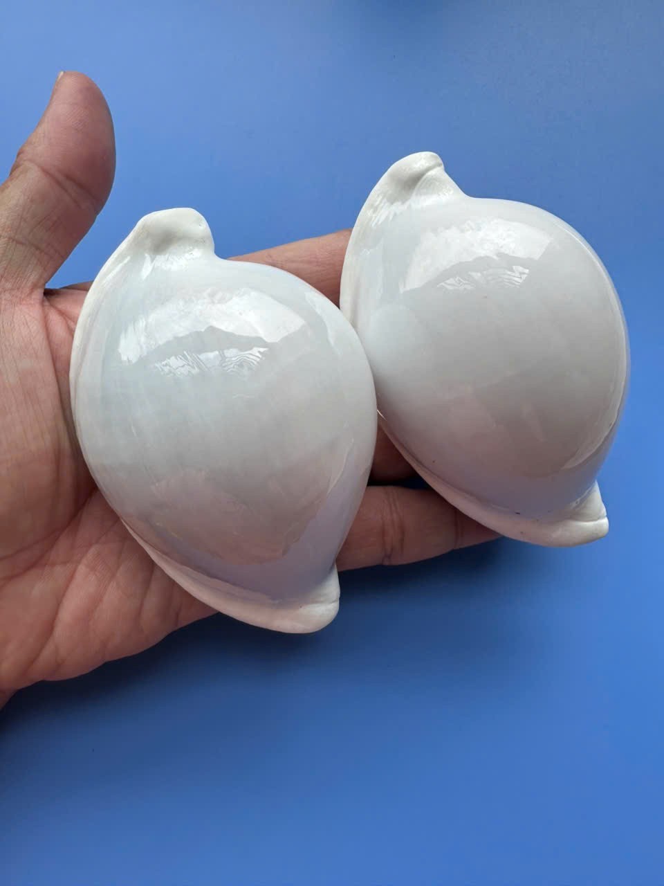 Set of 2 | 91.3mm & 91.6mm| Ovula ovum | GIANT size | Nice Eggshells