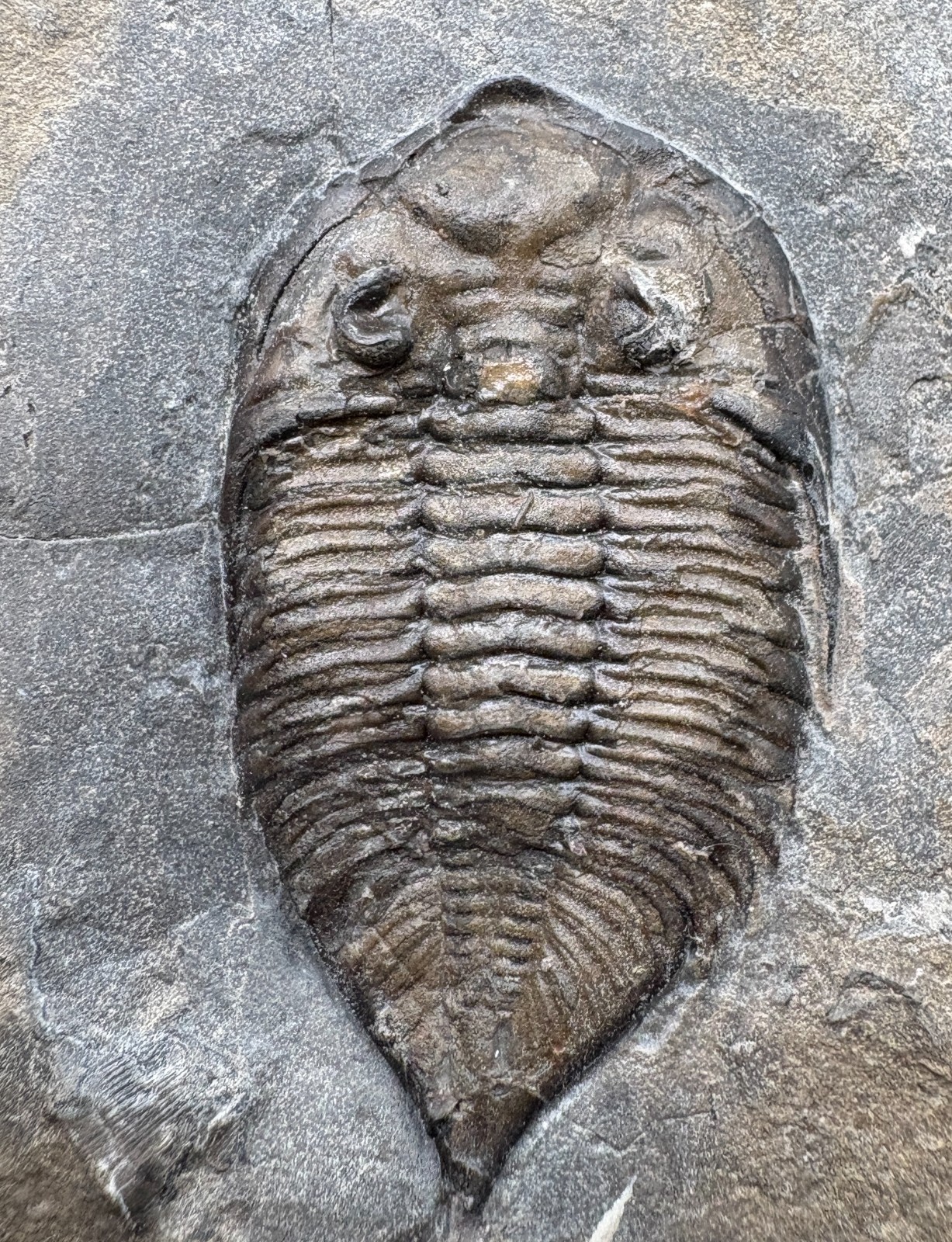 4.5 cm Dalmanites marginatus trilobite fossil - Rochester Shale NY