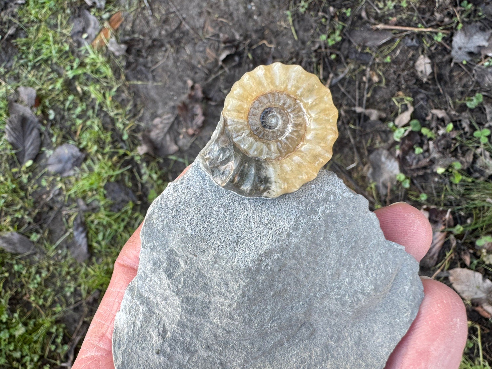 Calcite Ammonite (Promicroceras SP.) Jurassic 
