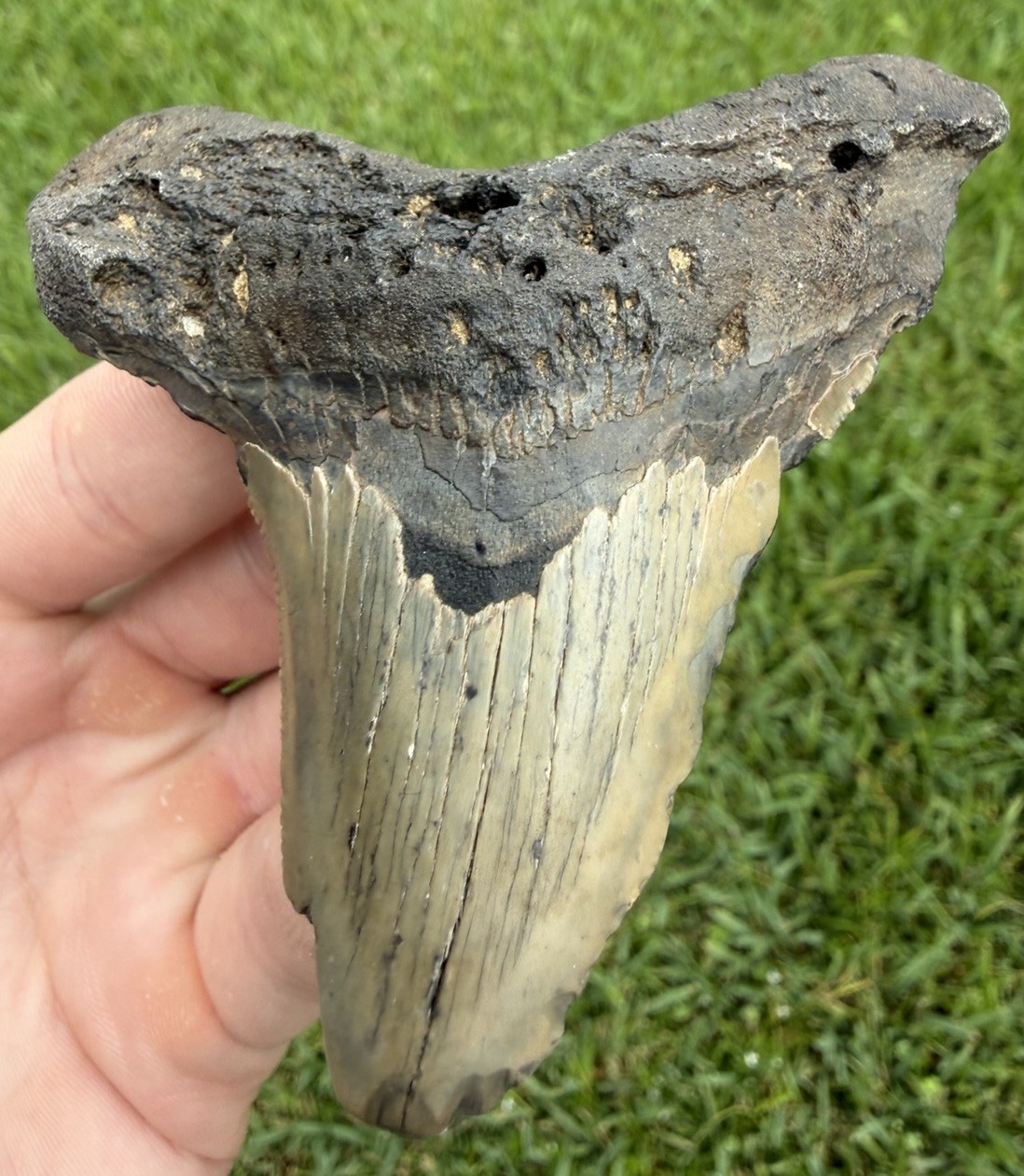 XL 3.41” Angustiden Shark Tooth Fossil Megalodon Ancestor