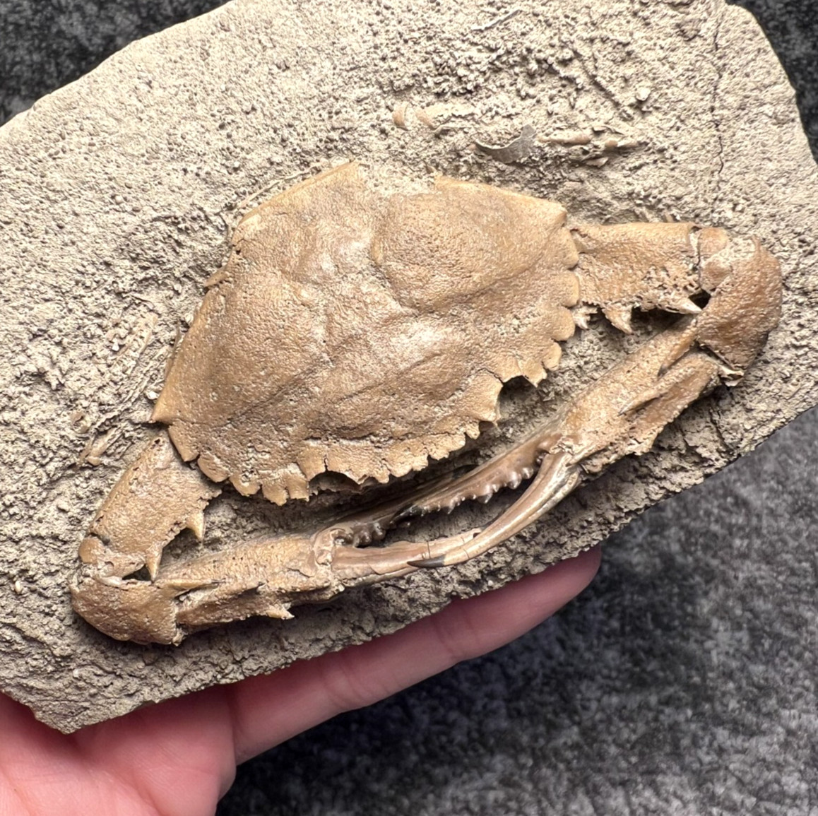 Exceptional Charybdis Fossil Crab – Complete, Highly Detailed, Indonesia ✅