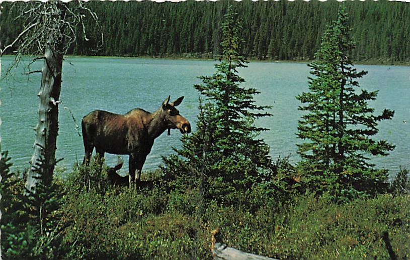 Postcard Canada: Greetings from Chapleau, Ontario, Moose by Lake