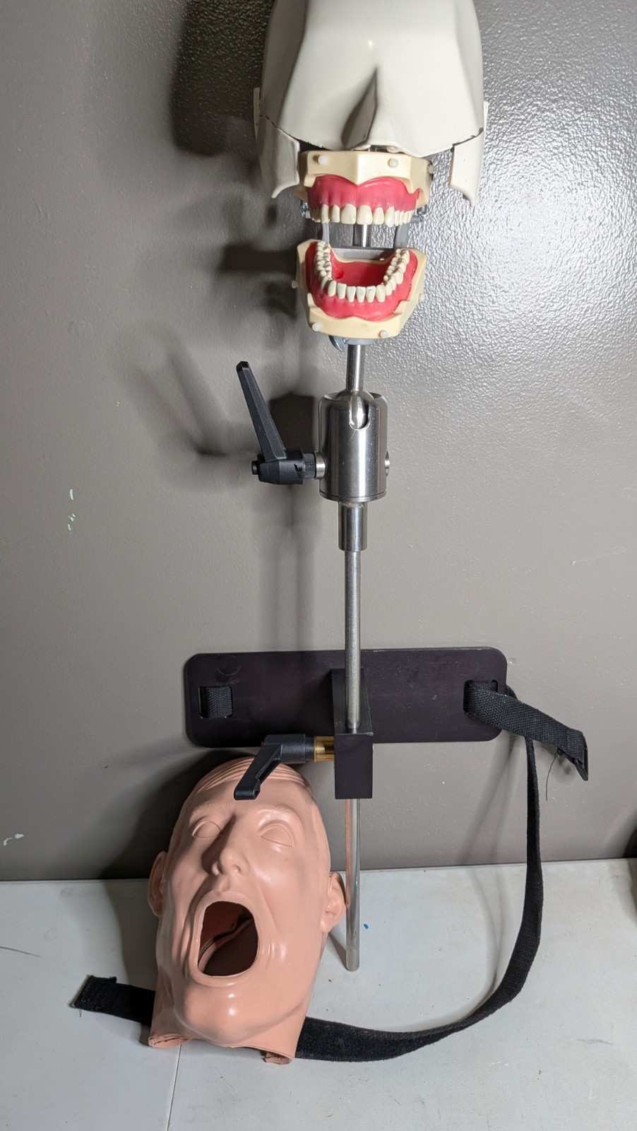 VTG Columbia Dentoform Dental Phantom Head Display W/ Stand - Metal Shroud (#13)