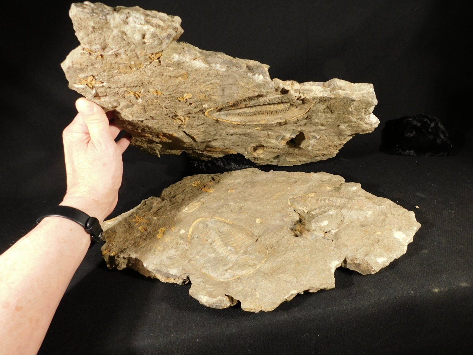 TWO BIG Eudolatites Sp. Trilobite Fossils in HUGE SPLIT Matrix with STARFISH