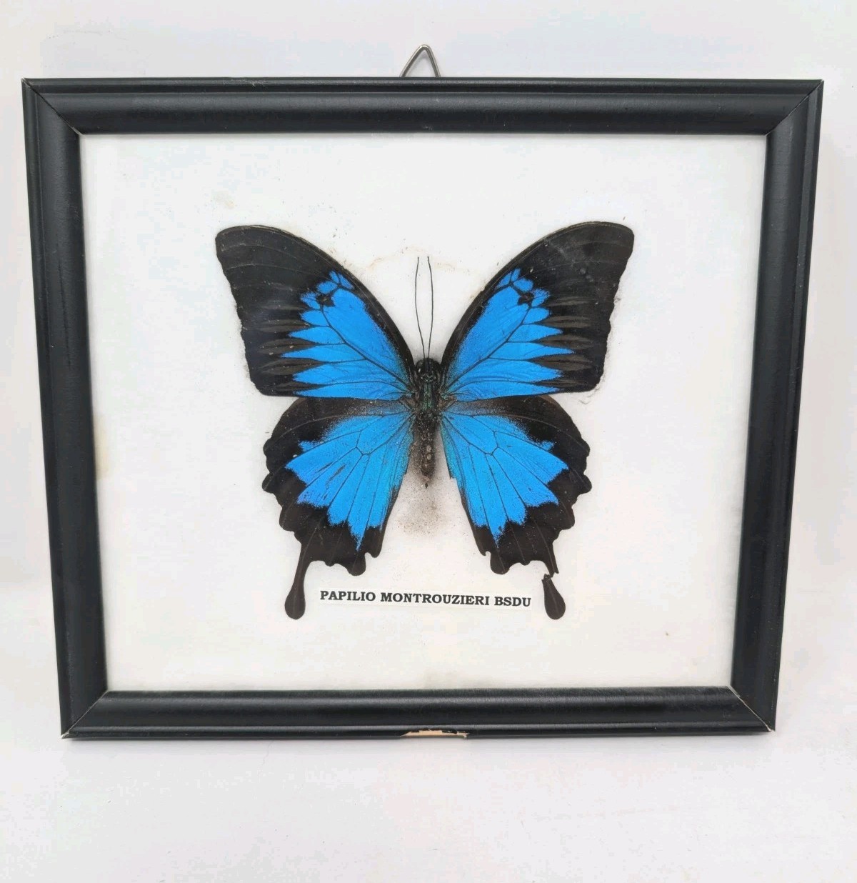 PAPILIO ULYSSES SWALLOWTAIL BUTTERFLY RIKER FRAMED BRIGHT BLUE BLACK