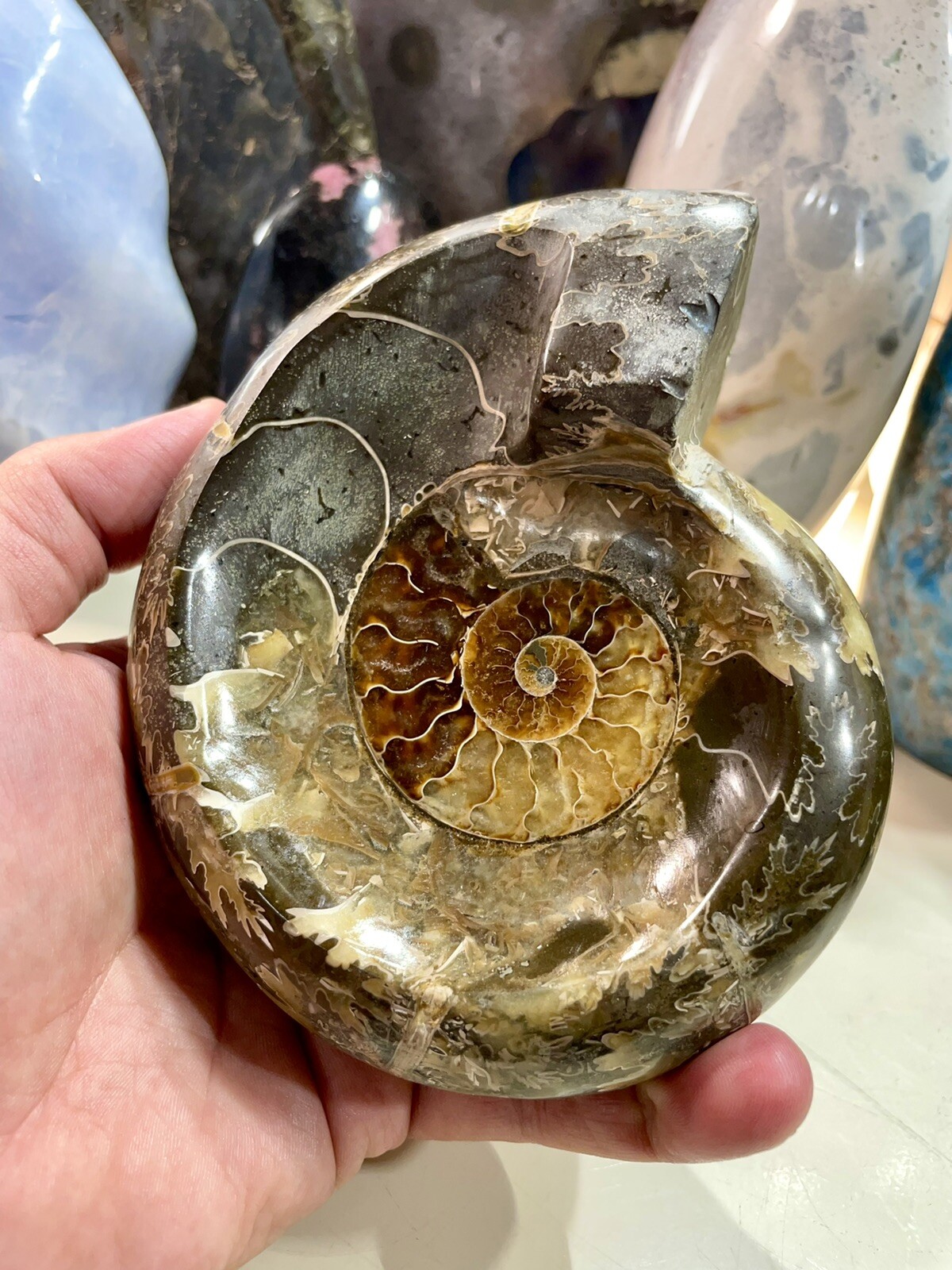 Ammonite Fossil Conch Specimen 5.5” Crystal Healing Yoga Meditation Reiki ZENDA