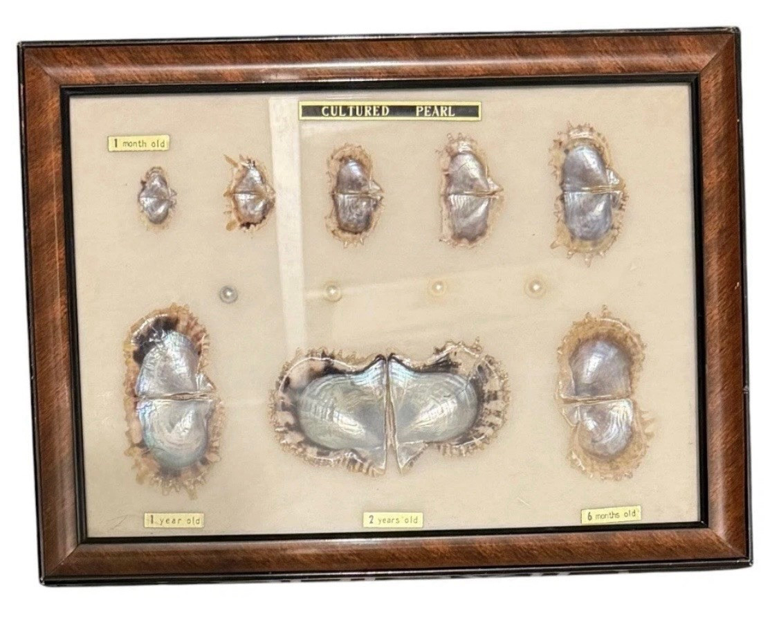 Vintage Japan pearl specimen frame display 1 month - 2 years