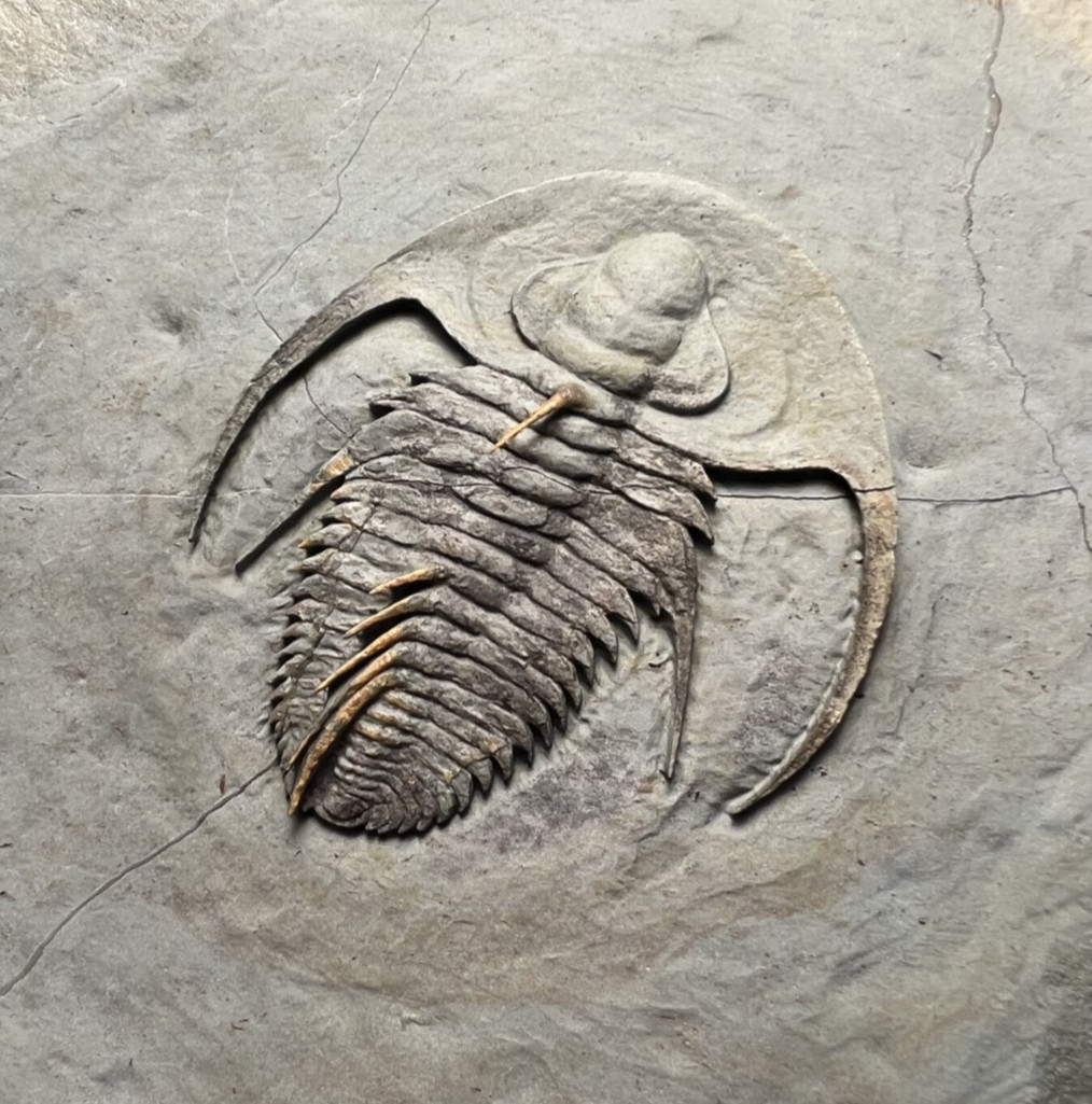 Rare Fallotaspis cf. bondoni Trilobite Fossil – Remarkable Specimen ✅