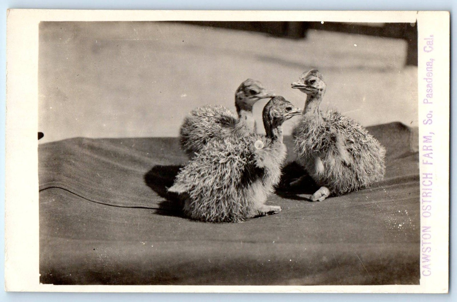 c1910's Cawston Ostrich Farm South Pasadena California CA RPPC Photo Postcard