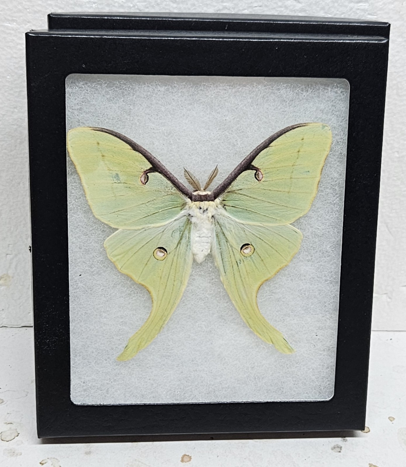 Real Framed Luna Moth (M)