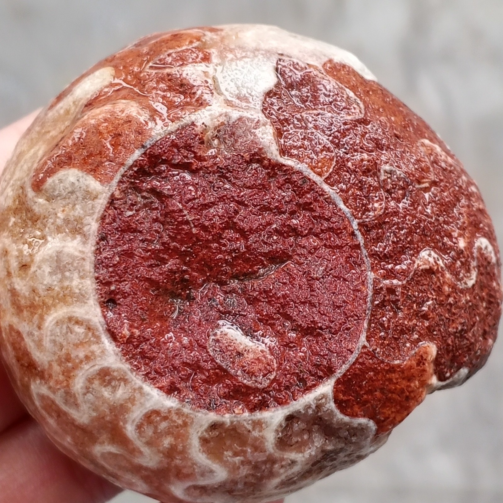 211G PERFECT RARE WHOLE SUTURE Permian BULK AMMONITE Fossil CALCITE Mollusca