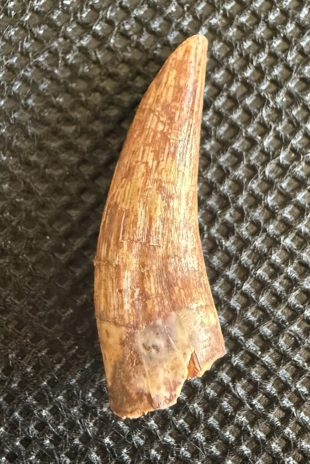 Rare 1” Phytosaur Tooth – Redondasaurus – Redonda Formation – Quay County, NM
