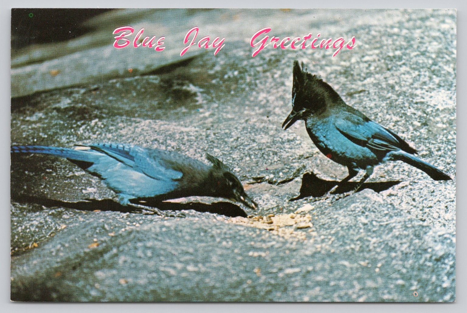 Vintage Blue Jay Greetings Postcard - Western Resort Photo by Chas. P. Greening
